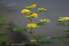 Smithia venkobarowii